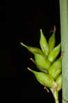 Pine barren sedge